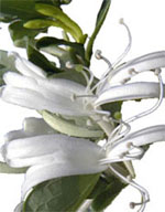 Honeysuckle-Flowers