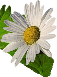 Chrysanthemum-Tea