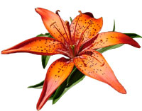 Lily-Flower