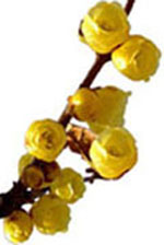 Wintersweet-Flower 